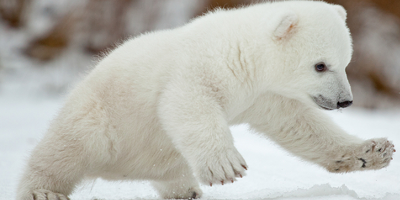 Polar Bear International Day