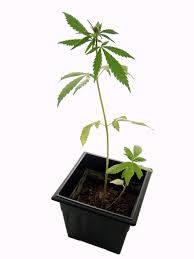 Marijuanan Plant In A Pot